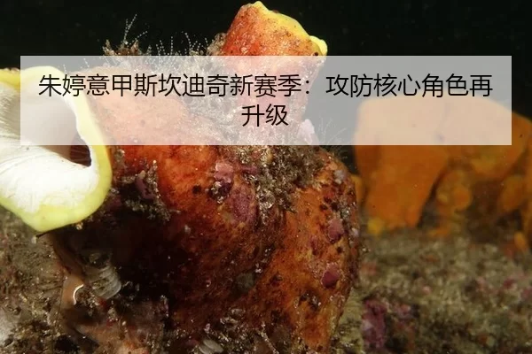 朱婷意甲斯坎迪奇新赛季：攻防核心角色再升级